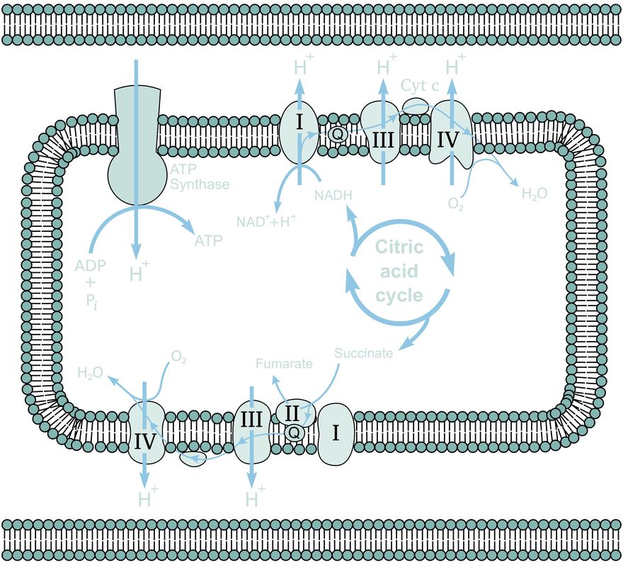 NMX mitochondrial electron transport chain