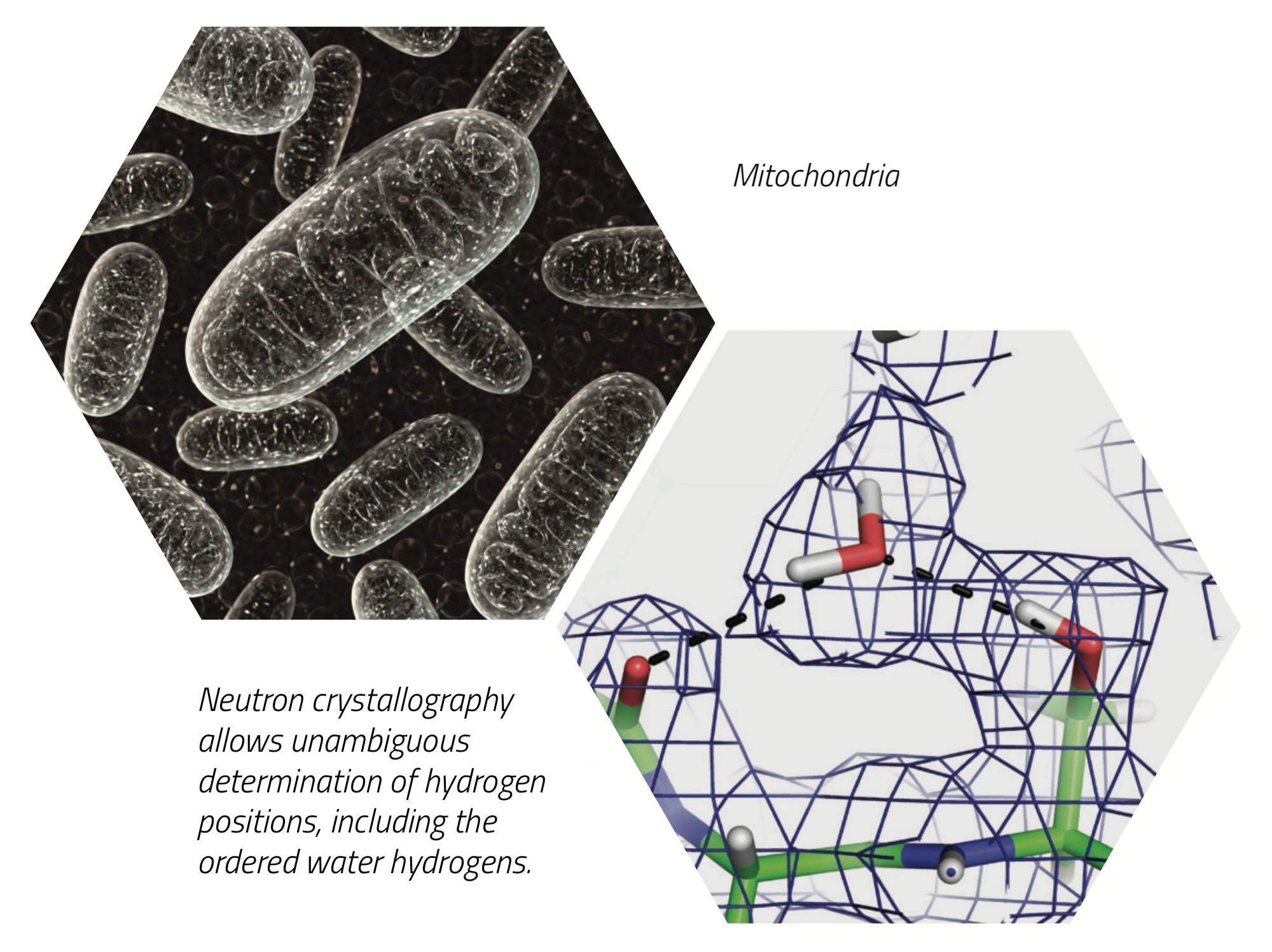 NMX mitochondria neutron crystallography