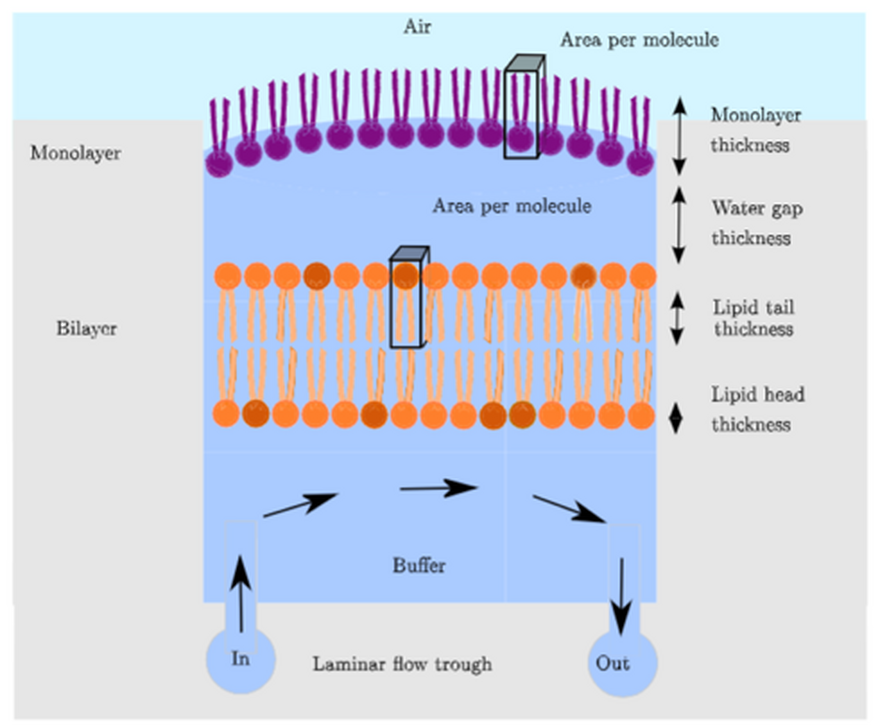 Lipid bilayer illustration
