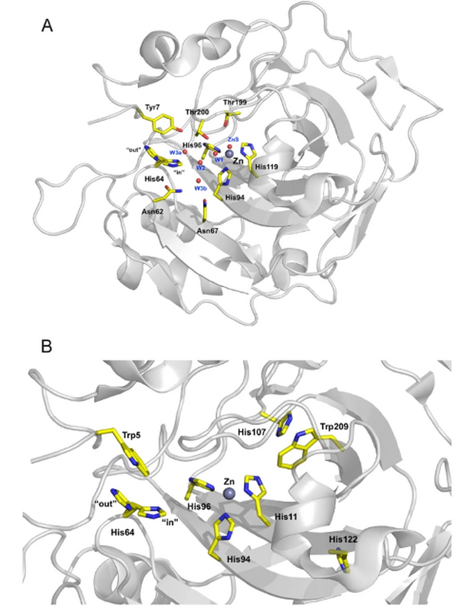 Ribbon diagram models of the protein carbonic anhydrase II showing the important amino acids of the active site in this study (above) and in the wild type in a close up image (below).; 